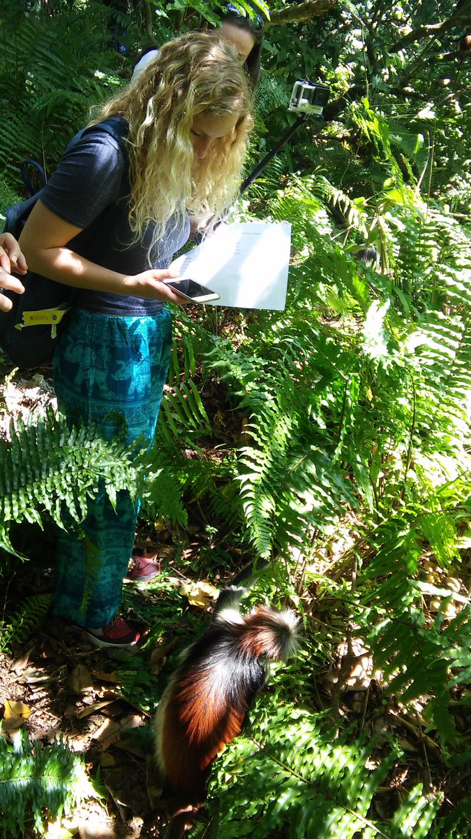 AQZanzibar's tweet photo. Our guys studying the phisiology and behaviour of red collibus monkey. They were incredible creatures! https://t.co/PNWBRPhwHU
