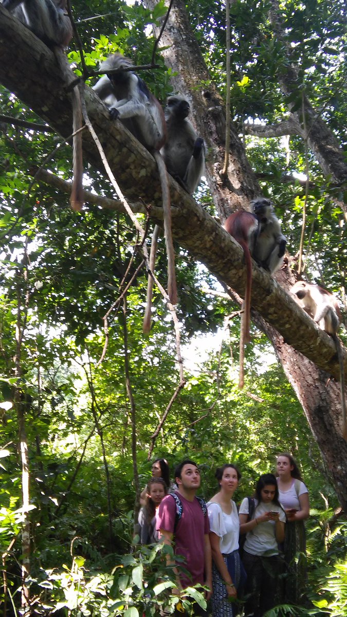 AQZanzibar's tweet photo. Our guys studying the phisiology and behaviour of red collibus monkey. They were incredible creatures! https://t.co/PNWBRPhwHU
