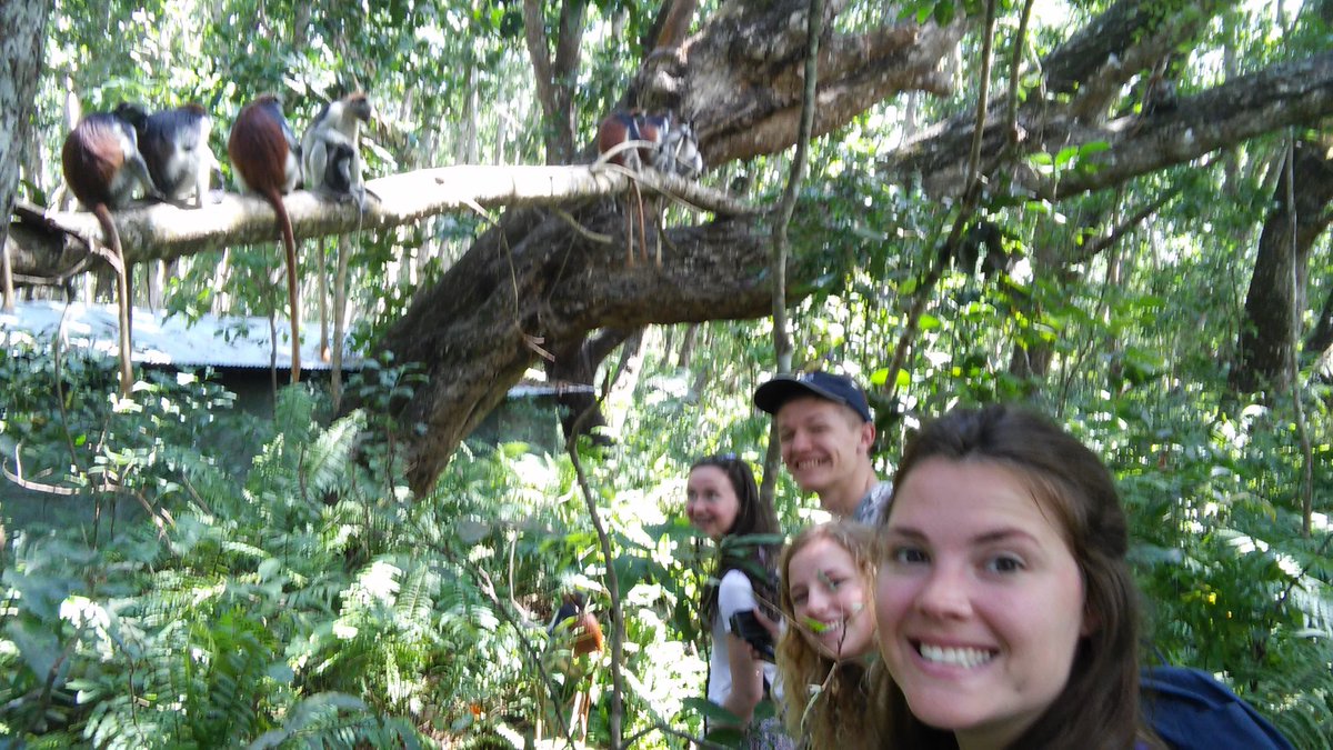 AQZanzibar's tweet photo. Our guys studying the phisiology and behaviour of red collibus monkey. They were incredible creatures! https://t.co/PNWBRPhwHU