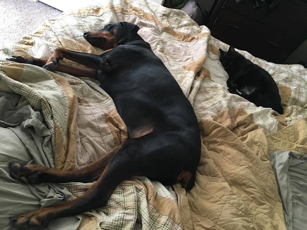 nicmcc's tweet photo. Lazy Saturday morning #MayatheDobie #LilatheCat #dogsofinstagram #catsofinstagram https://t.co/9FALDt2RfQ https://t.co/B6xqLnffjE