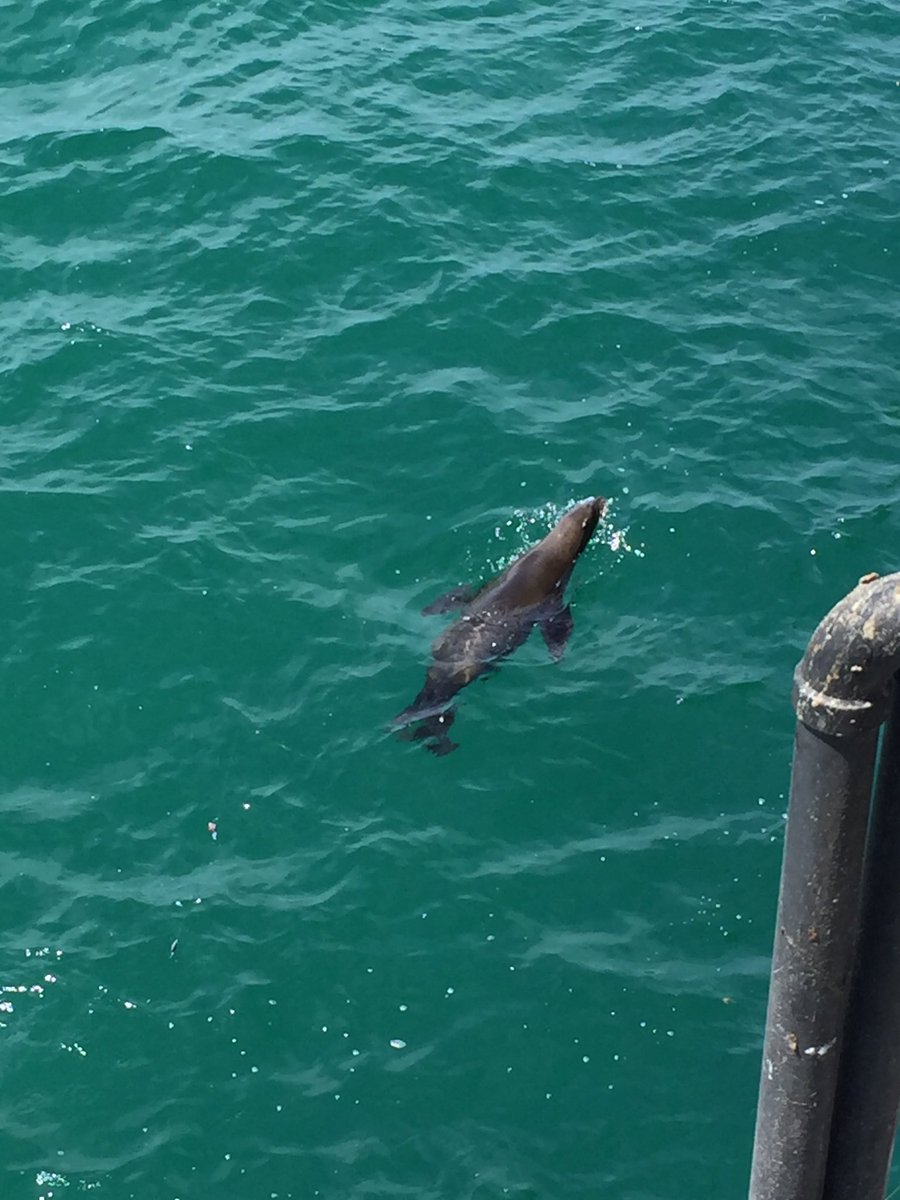 kerszi's tweet image. 🌴 Currently... Newport Beach, CA.  Views from the pier!  #NotEdTech
