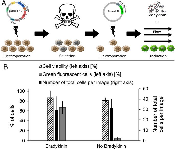 PLOSSynbio's tweet photo. Development of a synthetic gene network to modulate gene expression by mechanical forces https://t.co/pRYC0gDL02 https://t.co/aq52xGcUOG