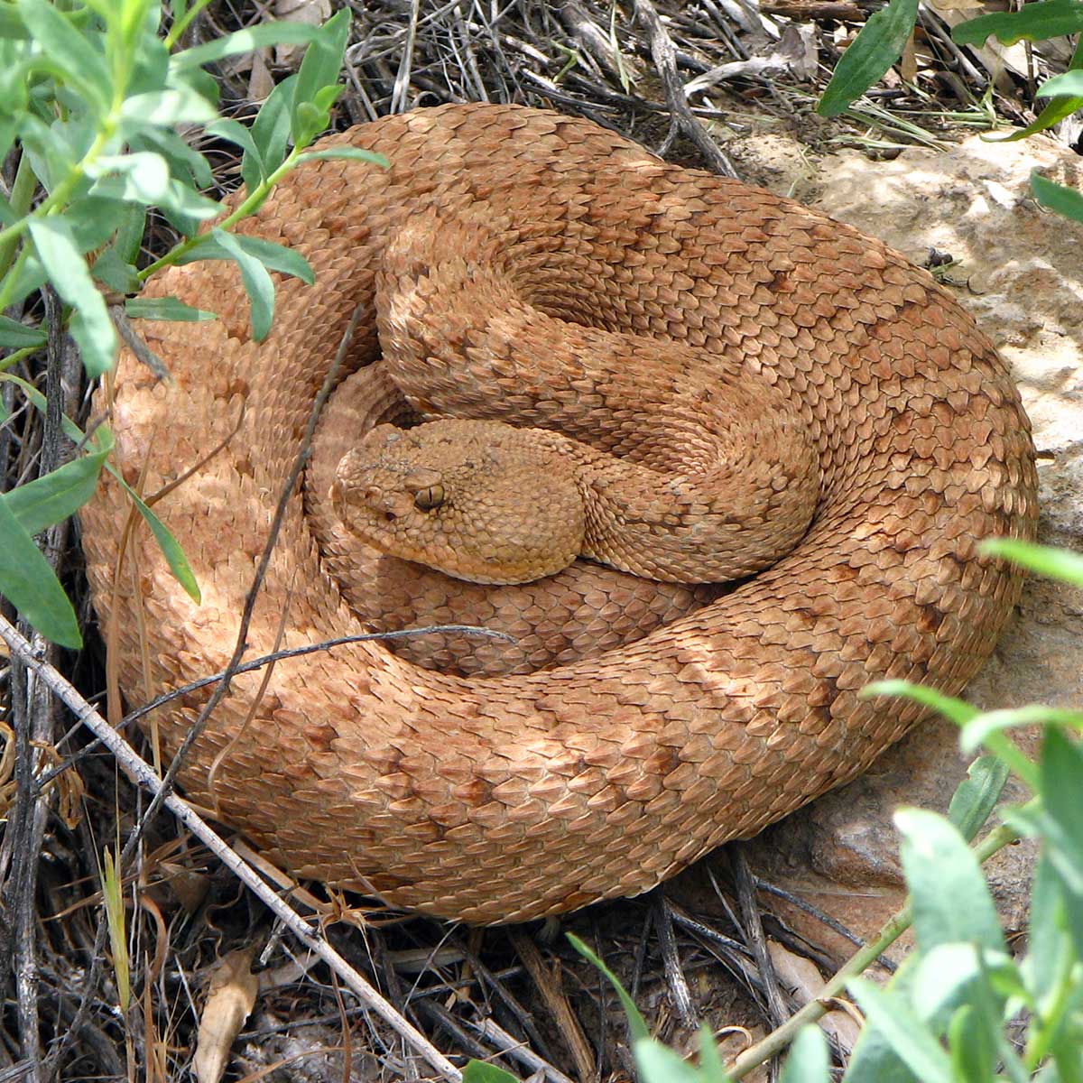 GrandCanyonNPS's tweet image. #DYK this pink rattlesnake (Crotalus oreganus abyssus) is only found within   #GrandCanyon? #NationalSnakeDay -mq