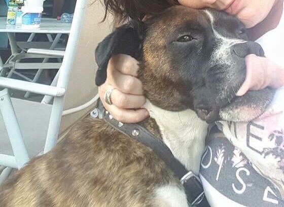 N. Rose Boxer Rescue tweet media