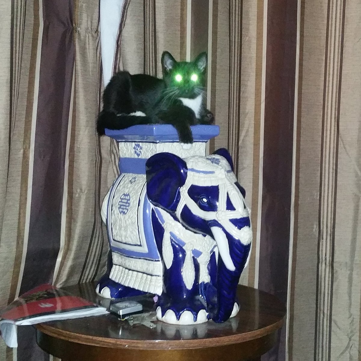 CormacEd's tweet image. And a laser eyed cat if the last 2 paintings wrecked your mood! #cat #lasereyes #elephant #nofucksgiven