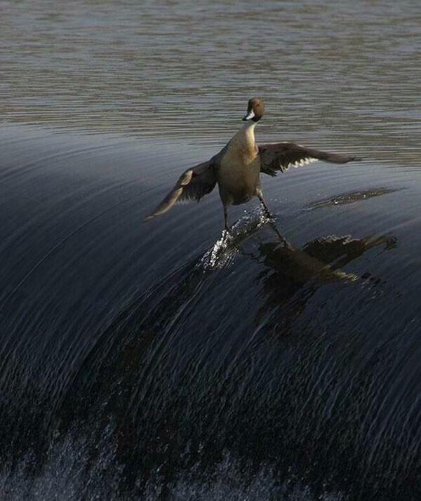 The coolest duck ever!!