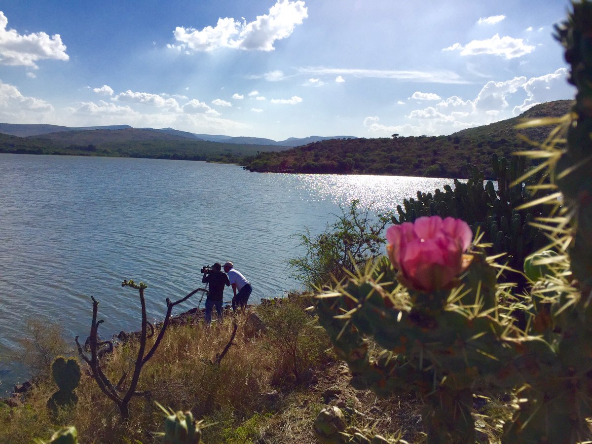 Dato desconocido, gracias a la crianza del toro bravo es posible este equilibrio ecológico <a href="/MexicoBravo/">Mexico Bravo</a>