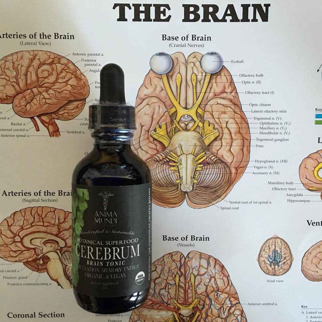 Cerebrum Brain Tonic ~ Available Here: bit.ly/1R42WIg