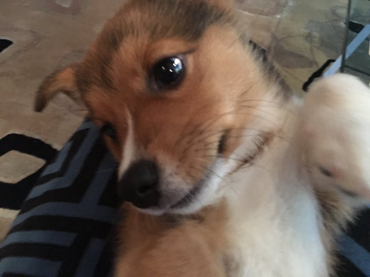 RickyPDillon's tweet image. 