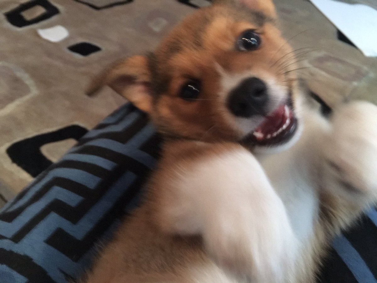 RickyPDillon's tweet image. 