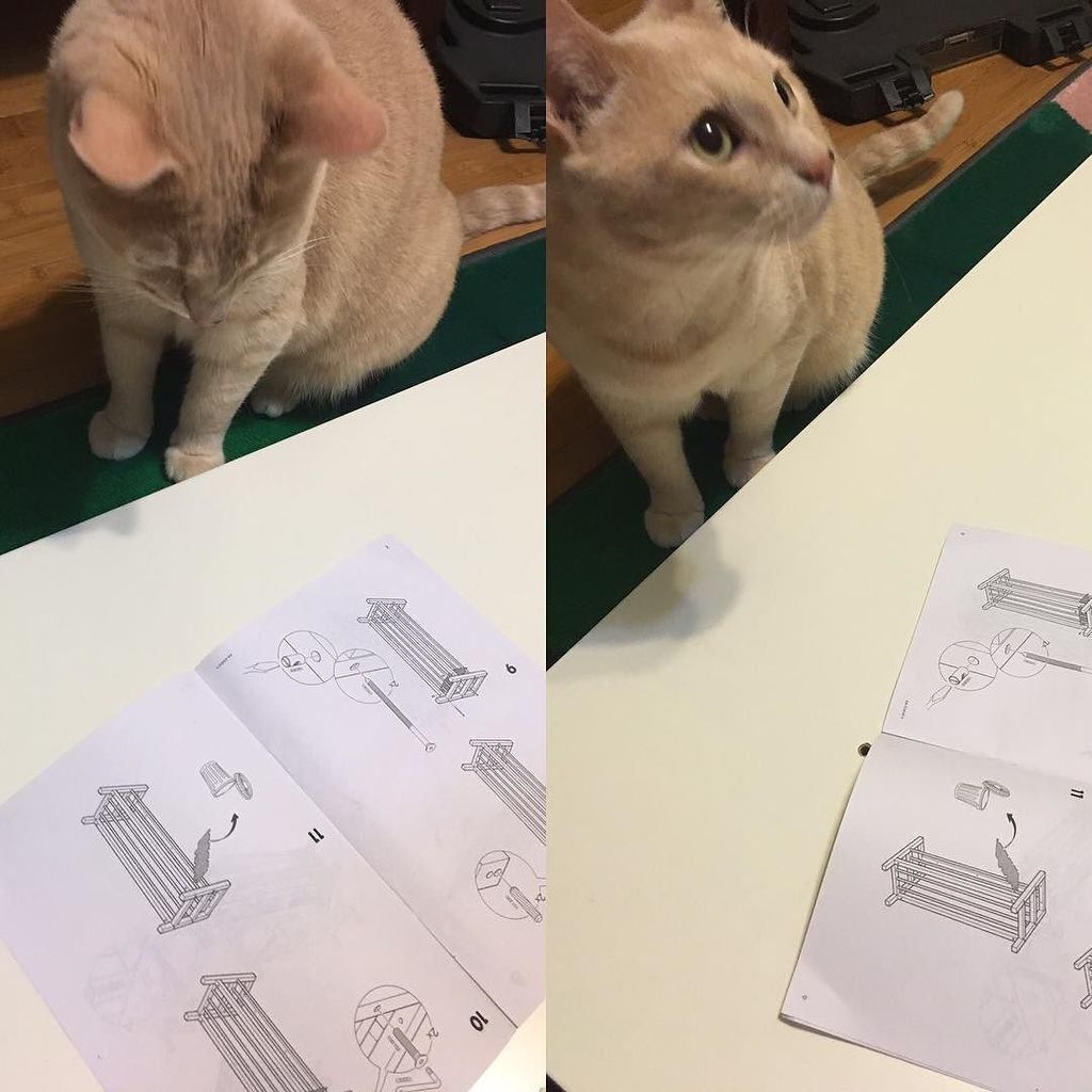 pete_here's tweet photo. Guys, it's that part over there. No, over there! Dumb hoomans. 😸 #IKEA #catsofikea #ikeacat #kitty #cat #catsofinst… https://t.co/ek90JECZOV