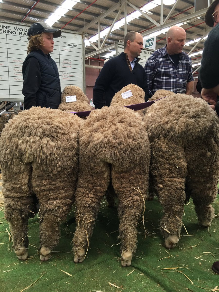 Jamie-Lee Oldfield (@jloldfield) on Twitter photo Best group of 3 Merino sheep won by Nerstane stud, NSW <a href="/theweeklytimes/">The Weekly Times</a> #asws16 <a href="/AUS_SheepShow/">Sheep & Wool Show</a> Best group of 3 Merino sheep won by Nerstane stud, NSW <a href="/theweeklytimes/">The Weekly Times</a> #asws16 <a href="/AUS_SheepShow/">Sheep & Wool Show</a>