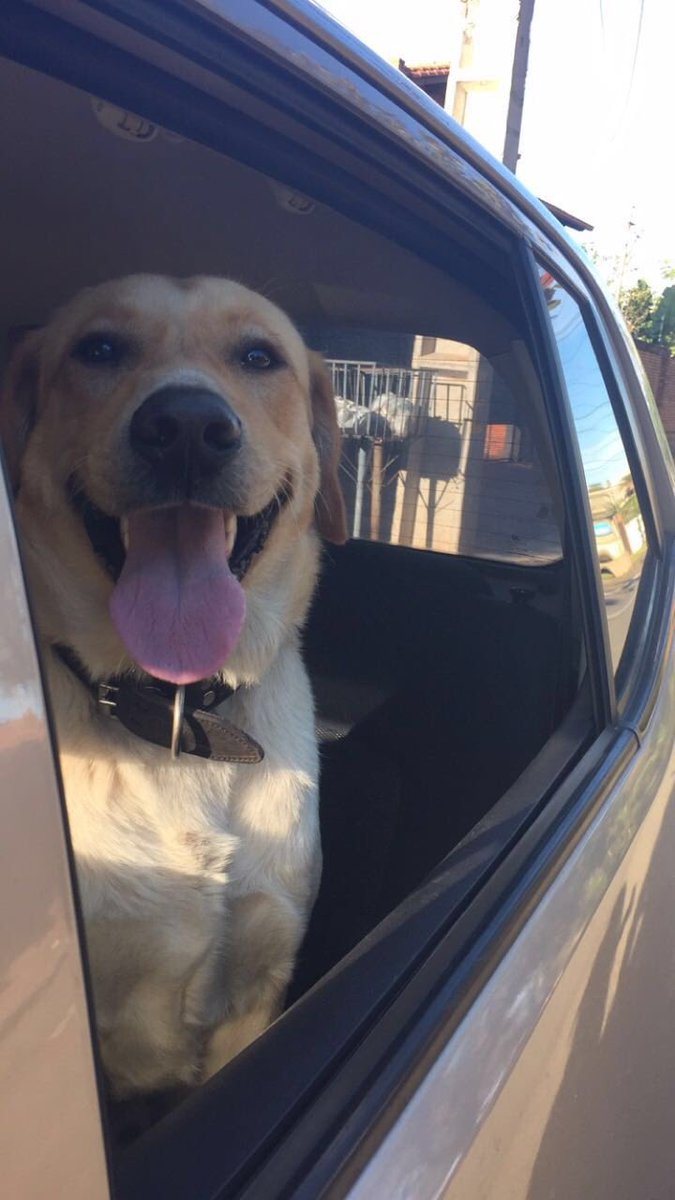 amerkroll's tweet photo. Renato se nos perdió! Cerca de la muni de Asunción! Por fa ayúdennos! 😭💔😭💔 !! Porfa RT! 🐶 https://t.co/vVSQ7jm2ZF