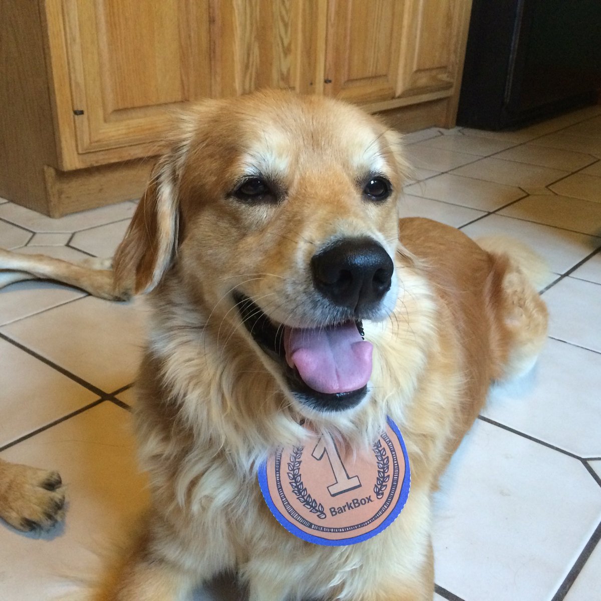 DePriestM's tweet photo. World champion licker @barkbox #worldchompion https://t.co/HueeqObXKG