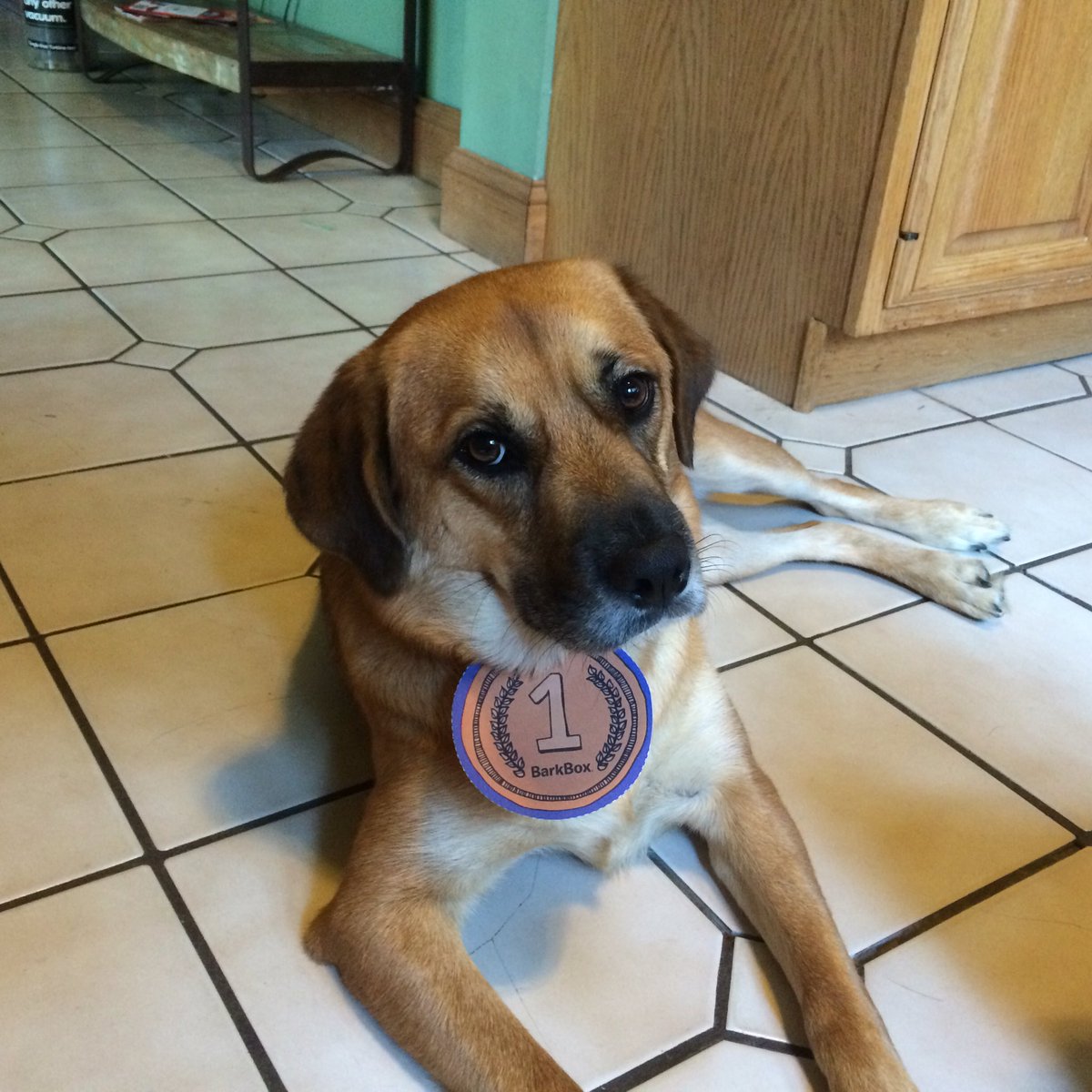 DePriestM's tweet photo. Gold medal escape artist @barkbox @Jessy_Larwa #worldchompion https://t.co/nRrip2nrL6