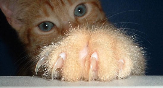DeclawVetsRevil's tweet photo. #AAHAday #AAHAHealthyPet #AAHA2016 #AAHA #DeclawingHarms #Veterinarians #AnimalHospital #CELasers https://t.co/hFx0ELdOQB