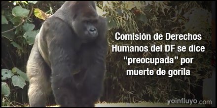 Yoinfluyo's tweet photo. #LoMásLeído Absurdo que la @CDHDF investigue violación a ¿derecho humano? de gorila https://t.co/JapyPlkfZD #danosRT https://t.co/4QbjZ0fkUL