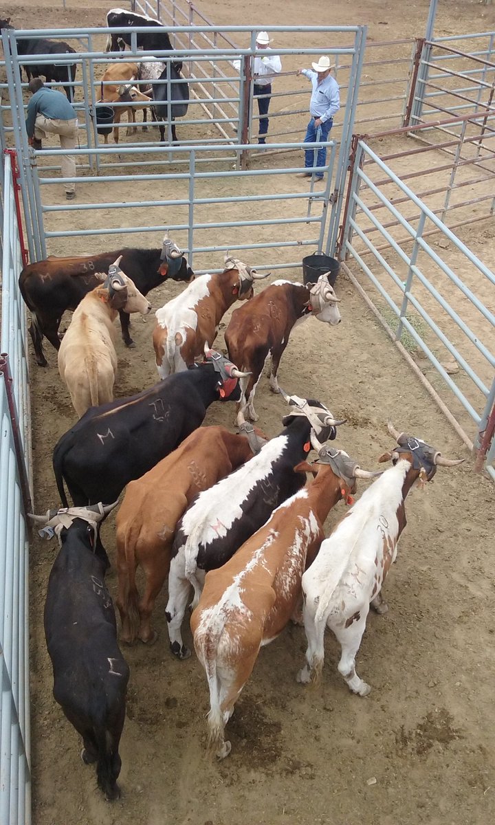 PhoebeTollefson's tweet photo. View from above the pens at the Sheridan WYO Rodeo. #letsgetwyoed https://t.co/FlhPhrohxT