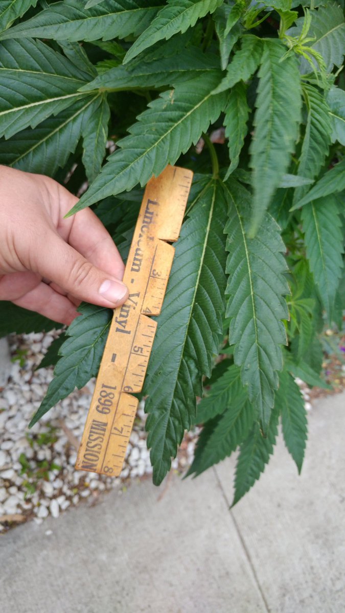 SavvyDabber's tweet photo. @DHNClones #BerryWhite #Lablet looking amazing! (Measuring stick belonged to #BrownieMary.) #WeedHistory https://t.co/BDKPhc4bEq
