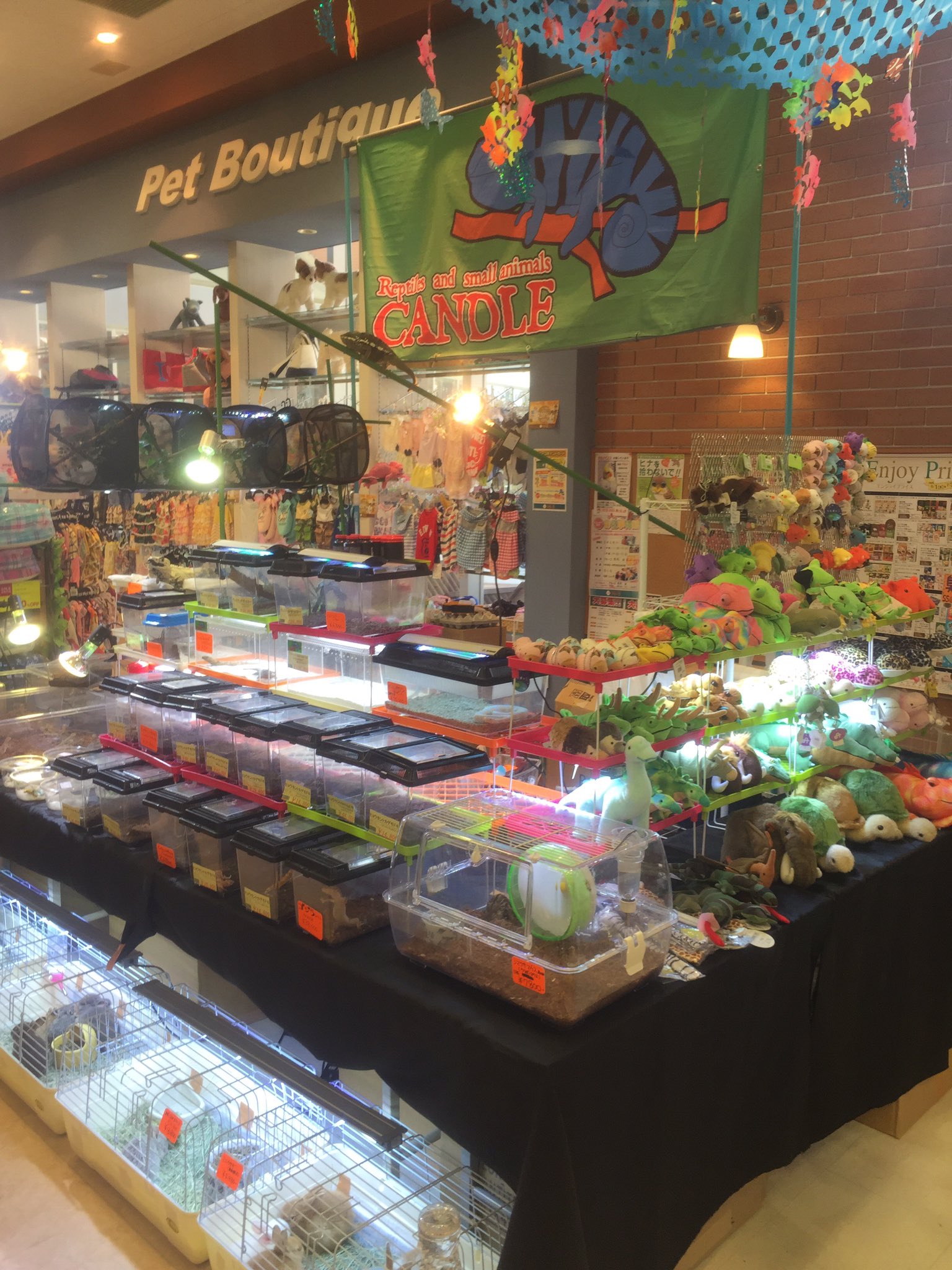 Candle Sericulturist 本日 アミーゴ周南店にて即売会してます フトアゴちゃん レオパちゃんなどなど ぜひアミーゴ周南店へご来店ください 山口県 周南 爬虫類 即売会 T Co 3a8anq4esf Twitter