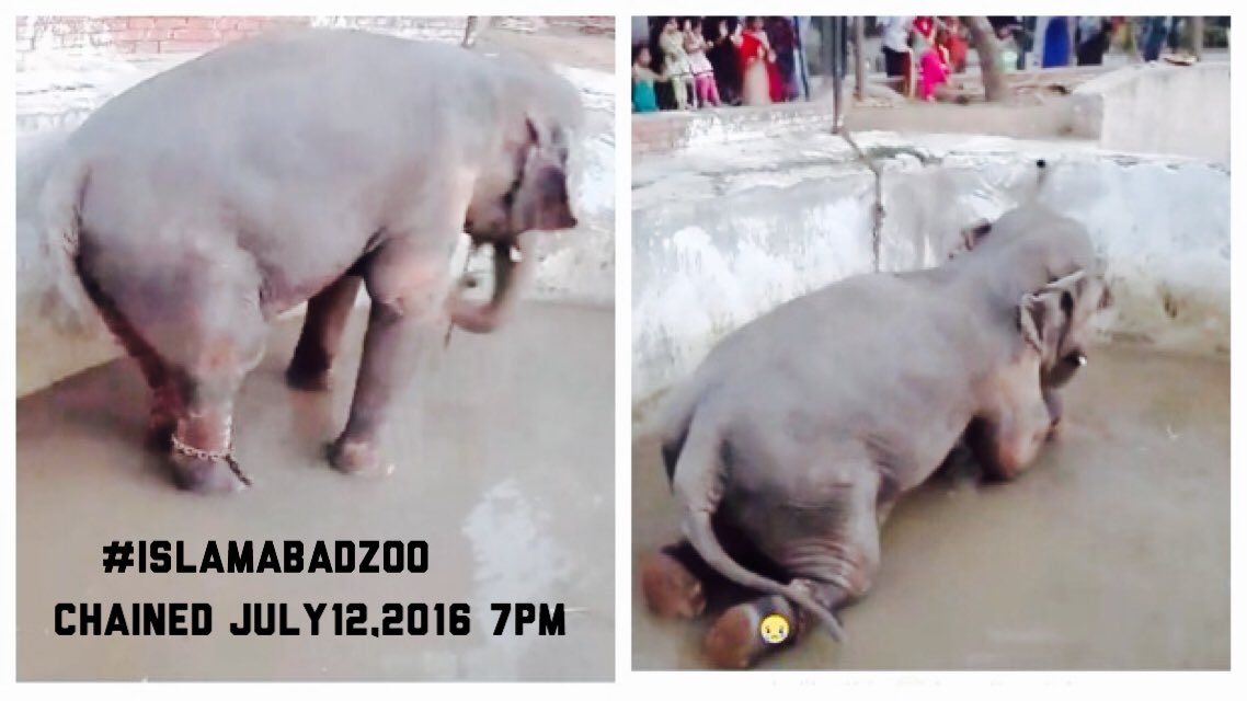 MUST BE STOPPED 🗣reporting abuse ongoing 30yrs #kaavan #islamabadzoo chain isolate poordiet 🆘RT .@animalwelfareWW