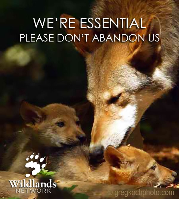 Mail: DAN_ASHE@FWS.GOV &amp; tell <a href="/USFWSSoutheast/">US Fish and Wildlife</a> not to ignore overwhelming support 4 red wolf recovery #SaveRedWolves