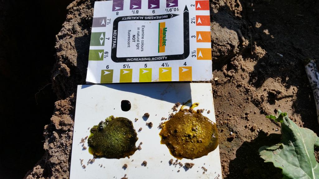 AgPrecision's tweet photo. 4t lime over past 5yrs but still have acid layer 15-30cm in deep sand. Canola looking good so far #rootingdepth https://t.co/in7n7ymwoT