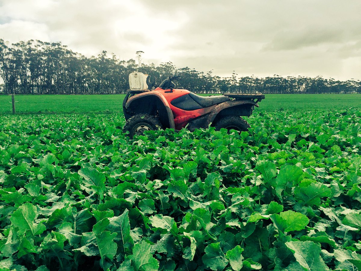 edwardncdurham's tweet image. Very happy with the #OPTT #wahoo Canola! Early sown &amp;amp; clean as a whistle. @BenDumesny @NuseedAustralia #paddockpride