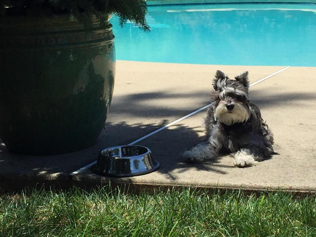 BucksCountyView's tweet photo. My happy client Piper relaxing with a drink by the pool at her new home. #piperspool https://t.co/IMaSaBU3Uo