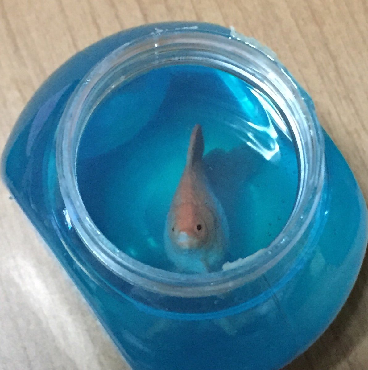 金魚スライミー