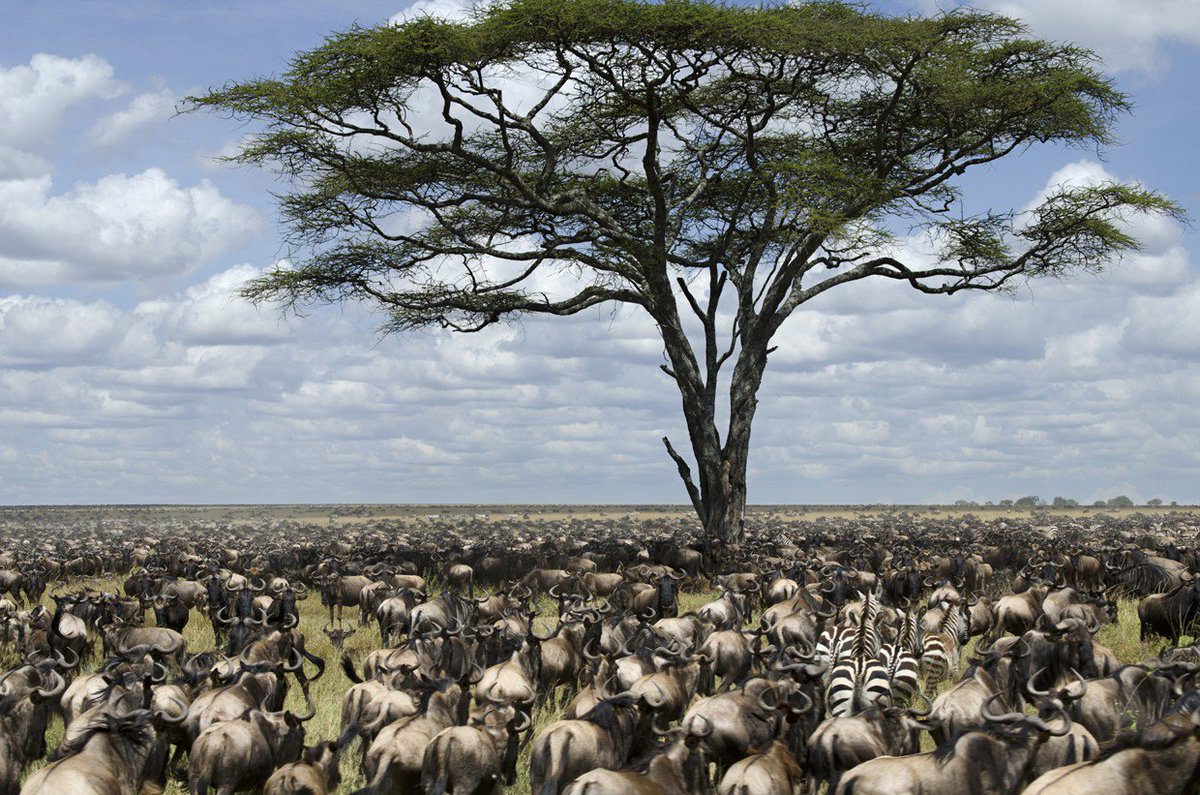 Grab a front row seat to the annual wildebeest migration on our #MaasaiMara 4 day #safari: acacia-africa.com/tours/maasai-m…