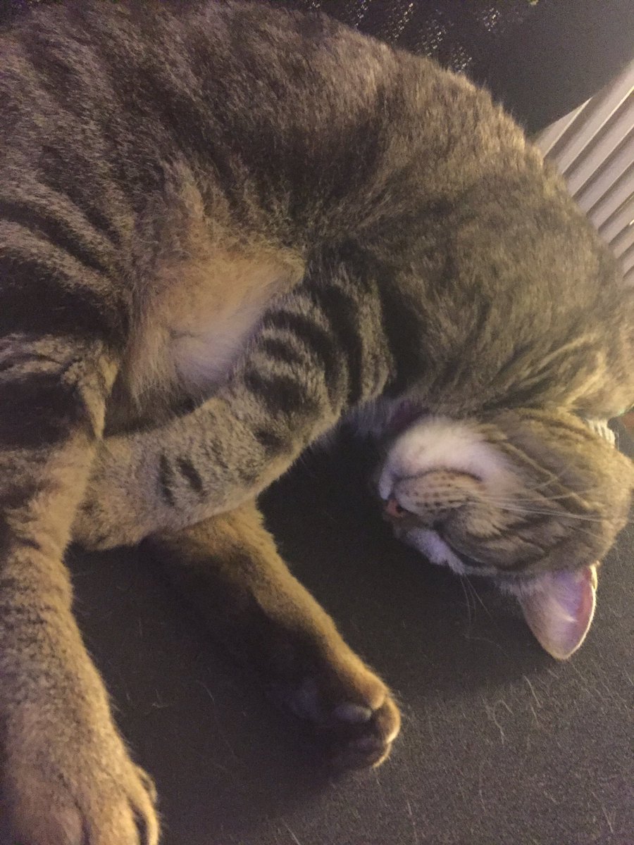 C_Horner17's tweet photo. Sleepy kitty https://t.co/fP45ldMQwu