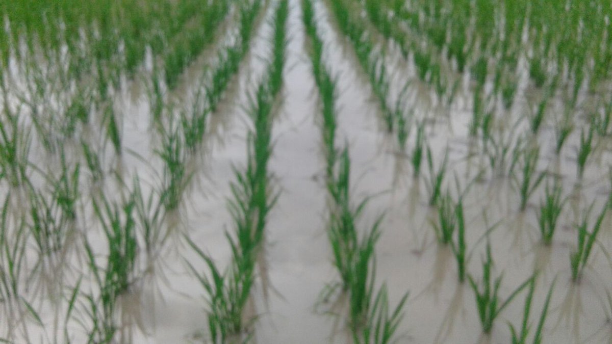RGMVP's tweet photo. It's simple science of #SRI & #BerkeleyCompost which women follow @RGMVP #WomenInAgriculture #THF #ShaanBharghava https://t.co/bxZhL0kMB5
