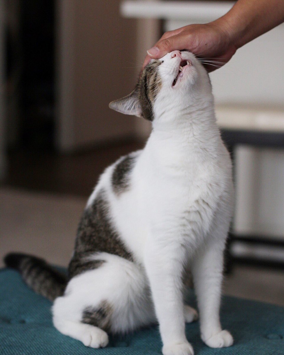 baxter_chibi's tweet photo. Dad assisted derp 💙 #baxterface #kawaiihawaiicats https://t.co/9HRSTajmpv