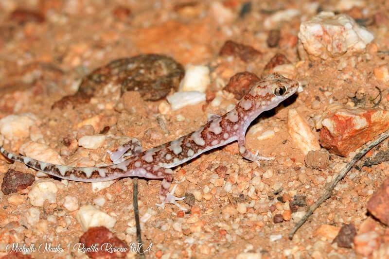 Reptile Rescue WA (ReptileRescueWA) Twitter