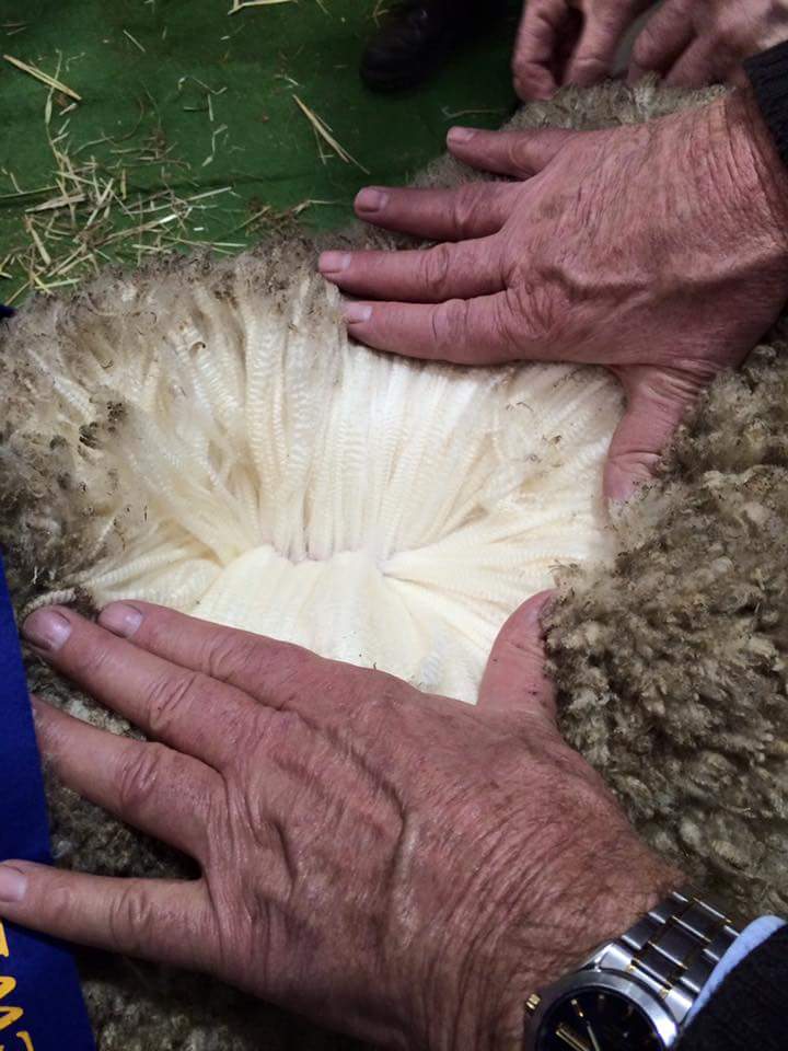 Struan Pearce (@struanp) on Twitter photo Supreme #Merino Exhibit of the Australian Sheep & Wool Show to Wurrook Merinos, Vic. <a href="/AUS_SheepShow/">Sheep & Wool Show</a> Supreme #Merino Exhibit of the Australian Sheep & Wool Show to Wurrook Merinos, Vic. <a href="/AUS_SheepShow/">Sheep & Wool Show</a>