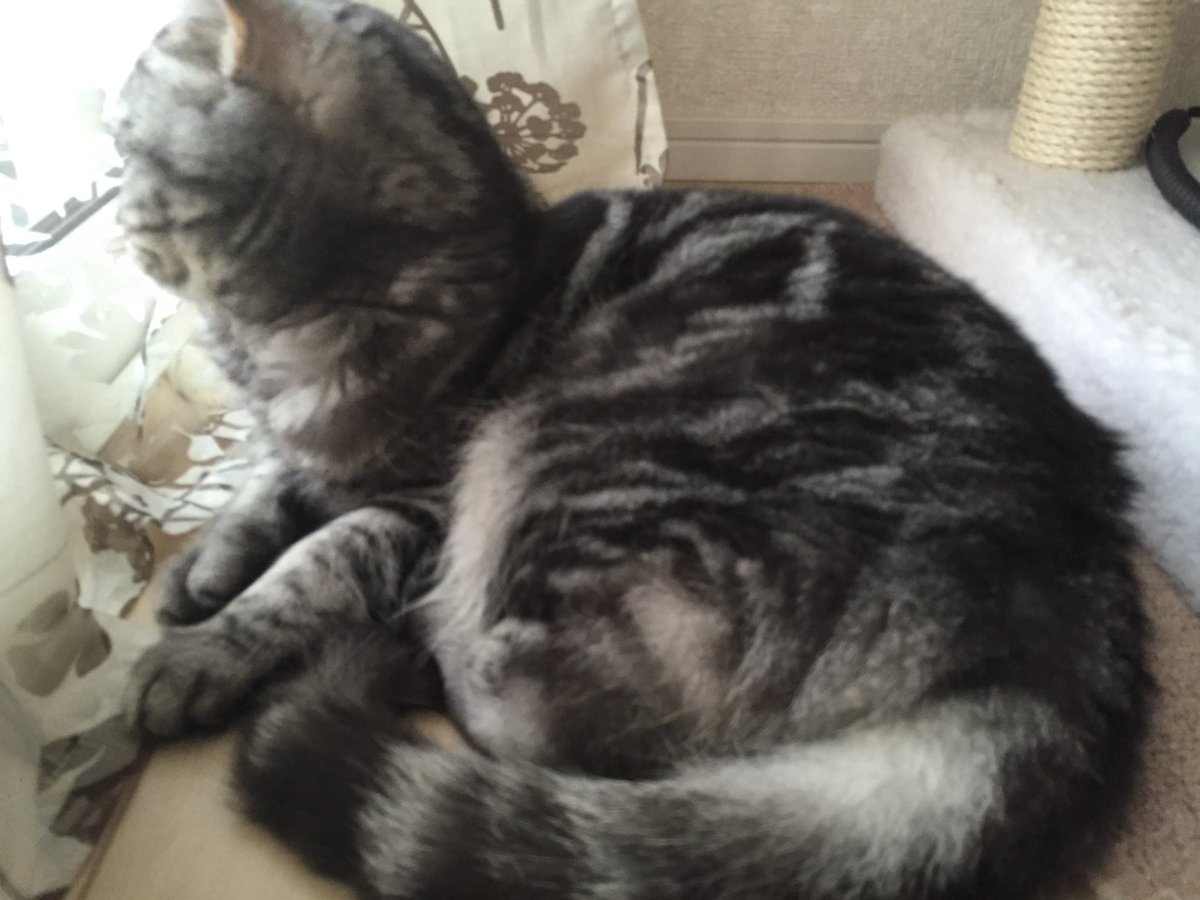 たいら tweet media