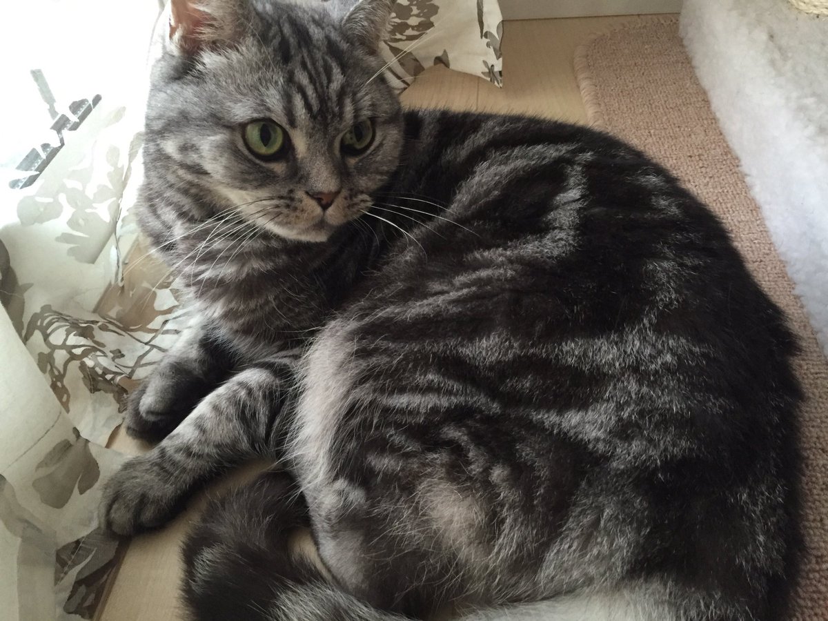 たいら tweet media