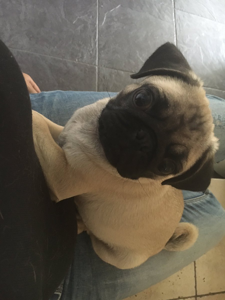 #happysunday from this little guy! #pug #puppy #HappyWeekend #puppyfix