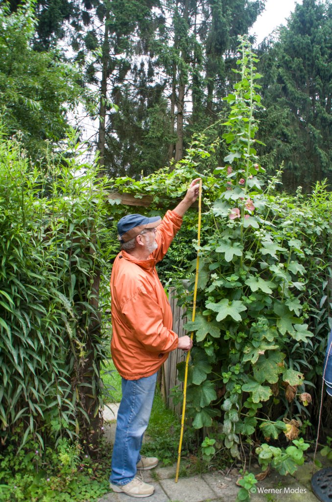 Werners_ART's tweet photo. Meine #Stockrose hat nun die 3,10 Meter erreicht. Freund Otto war Zeuge, wer bietet mehr??? #AlteSorte aus #Dänemark https://t.co/oRQ6qTX9PR
