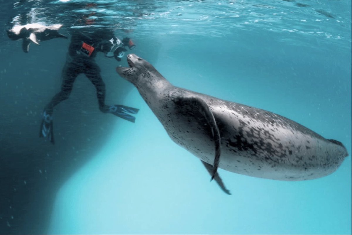 พอลช่างภาพ NatGeo นึกว่าจะโดนแมวน้ำทำร้าย ต่อมามันคงกลัวเขาหิวเลยนำเพนกวินมาให้กิน 4 วันแน่ะ upworthy.com/he-thought-the…
