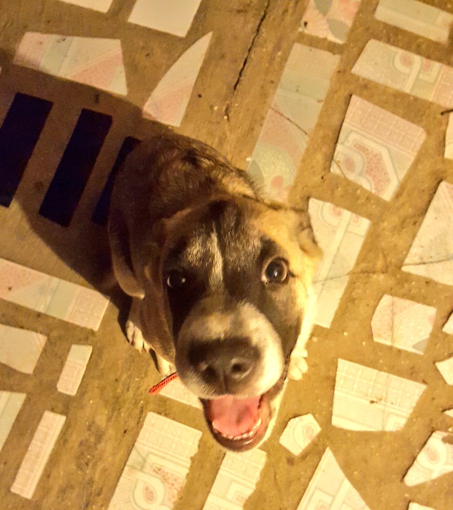 crazyycritter's tweet photo. I love him more than I love myself tbh lol #Marley2  🐶💚 https://t.co/mCMPLGjrfa