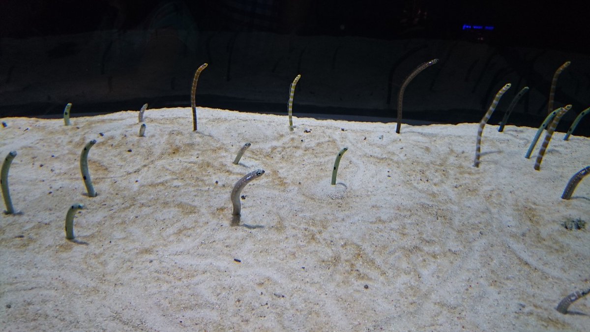 地震の時にチンアナゴの水槽を見たらすごいことに 恐怖だろ 手遅れな頭皮って感じ Togetter