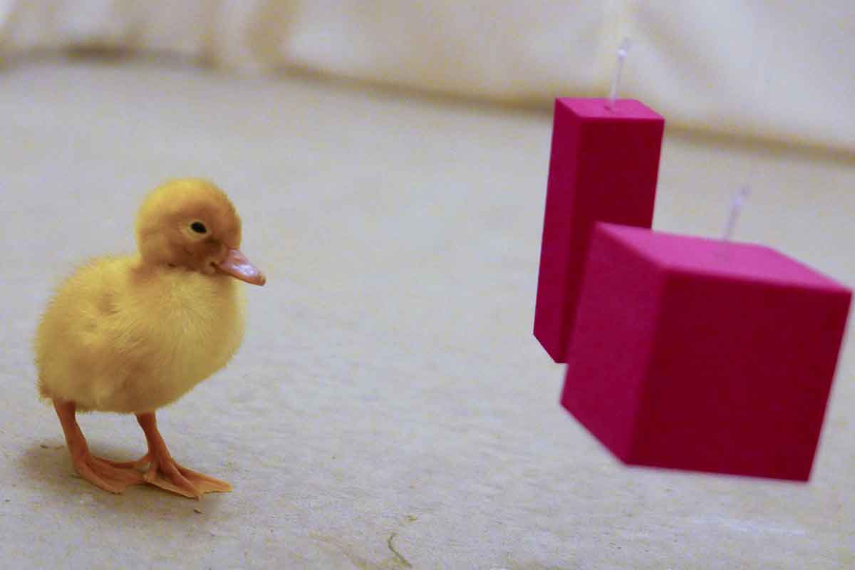 Make a duck
