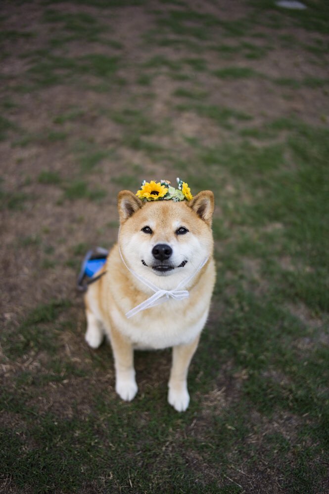 柴犬まる 柴犬壁紙 7月配信分