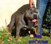 AshleyTitty90's tweet photo. Some of the breeders I know doggies xxx 
#bulliepower https://t.co/blXIGwF6GI
