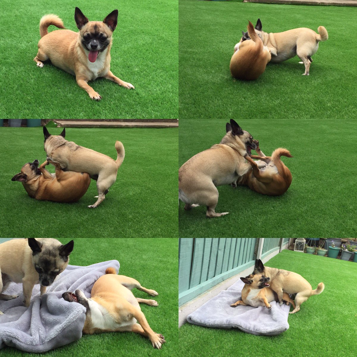 PepperDolly_Chi's tweet photo. We have a new garden to play in yay #gardenplay #Chihuahua #chihuhuamischif #minions https://t.co/yQvYmHBCZ4