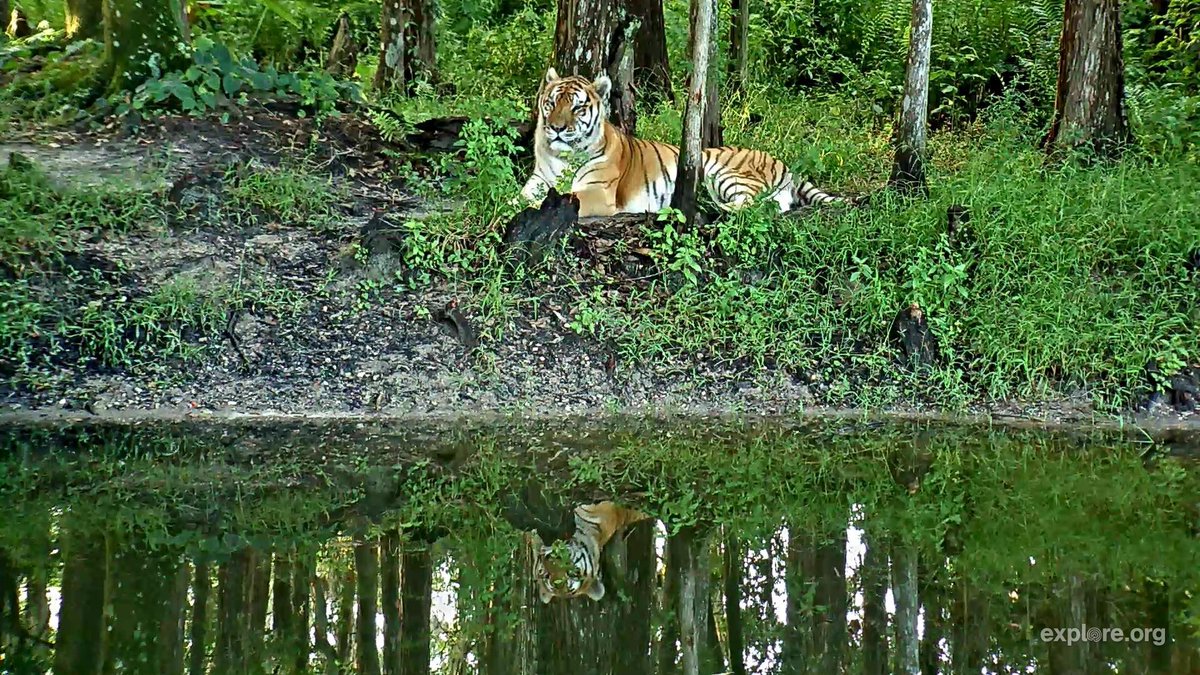 51ValleyFlowers's tweet photo. TJ Tiger and his lake side reflection.  @exploreorg @BigCatRescue https://t.co/dkeAvqfTSV https://t.co/hc4pcBUUb9