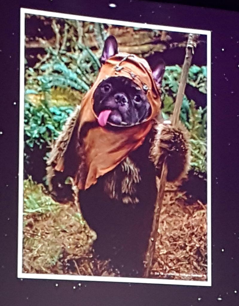 JurassicCollect's tweet image. Gary Fisher as Wicket #SWCEPics