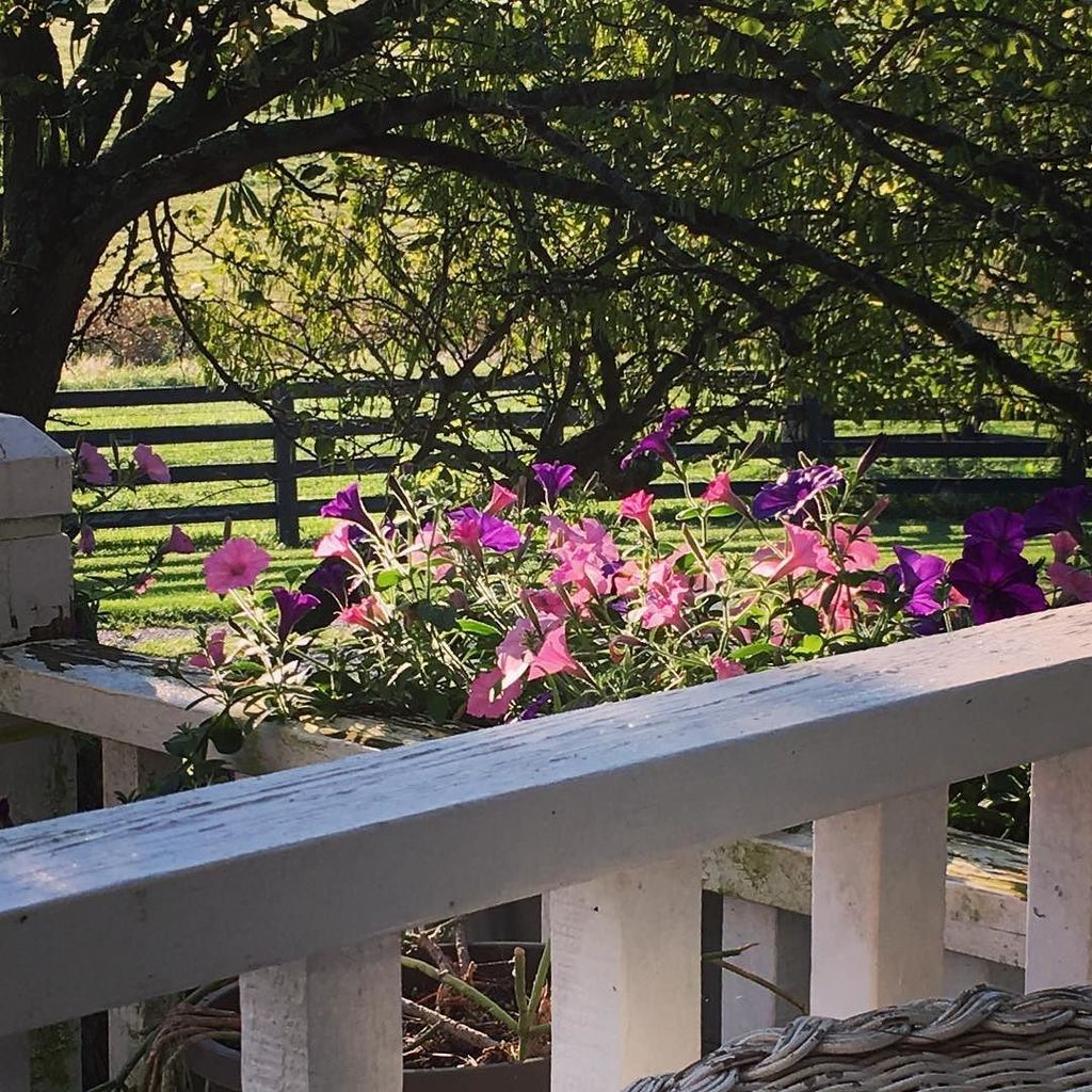 crazysheeplady's tweet photo. I love my porch flowers :-). Good morning! #porchflowers #petunias #redbudtrees https://t.co/eeKwZYnkFw https://t.co/cZj9aEHkLU